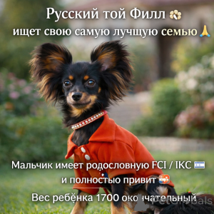 Foto №3. Schöner, sanfter, kleiner Junge ohne Ehe mit Stammbaum. Israel