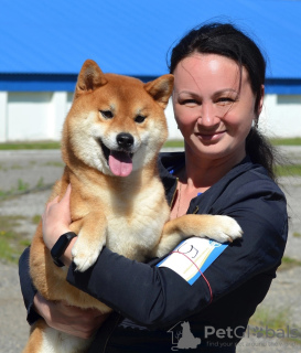 Zusätzliche Fotos: Shiba Inu-Welpenjunge aus dem Zwinger KUMIKO YOSHI