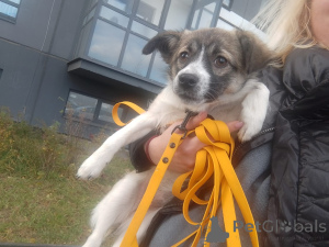Foto №4. Ich werde verkaufen mischlingshund in der Stadt St. Petersburg. quotient 	ankündigung - preis - verhandelt