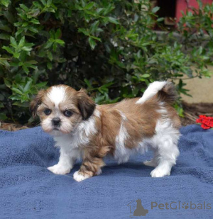 Foto №2 zu Ankündigung № 174489 zu verkaufen shih tzu - einkaufen USA 