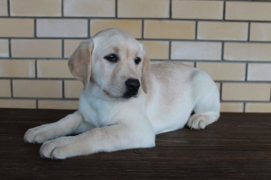 Foto №3. Verfügbar zum Verkauf Welpen Labrador Retriever. Russische Föderation