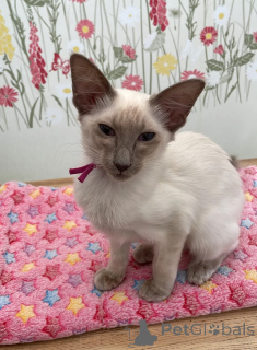 Foto №1. balinesenkatze - zum Verkauf in der Stadt Lissendorf | 350€ | Ankündigung № 177561
