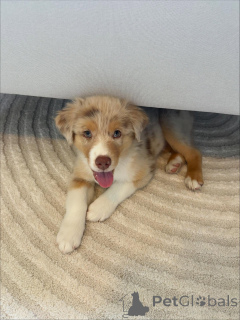 Foto №1. australian shepherd - zum Verkauf in der Stadt Karlsruhe | verhandelt | Ankündigung № 159494