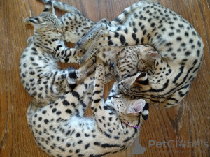 Foto №3. Indoor Train Savannah F1 Katze zu verkaufen und Africa Serval Kitten zur. USA
