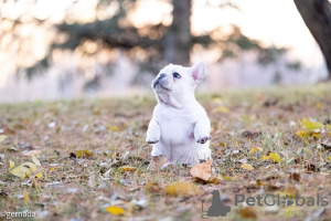 Zusätzliche Fotos: Französische Bulldoggenwelpen stehen zum Verkauf