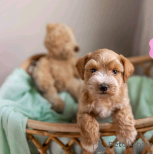 Foto №2 zu Ankündigung № 139069 zu verkaufen schnauzer - einkaufen Deutschland züchter