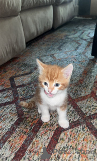 Foto №3. Entzückende somalische Kätzchen suchen liebevolle Häuser. Schweiz