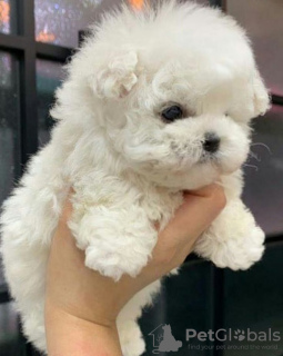 Foto №2 zu Ankündigung № 130804 zu verkaufen malteser - einkaufen Kanada 