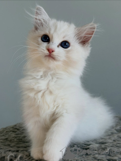 Foto №1. ragdoll-katze - zum Verkauf in der Stadt Groningen | verhandelt | Ankündigung № 174898