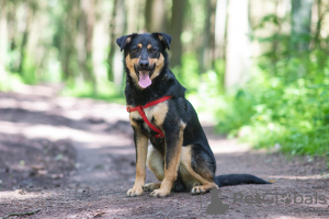 Foto №2 zu Ankündigung № 21677 zu verkaufen mischlingshund - einkaufen Polen aus dem tierheim