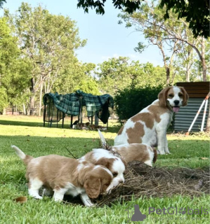 Foto №1. beagle - zum Verkauf in der Stadt Berlin | verhandelt | Ankündigung № 127568