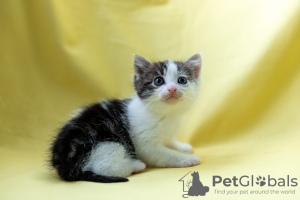 Zusätzliche Fotos: Kätzchen suchen ein Zuhause