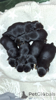 Foto №1. biewer terrier, yorkshire terrier - zum Verkauf in der Stadt Pärnu | 600€ | Ankündigung № 139031