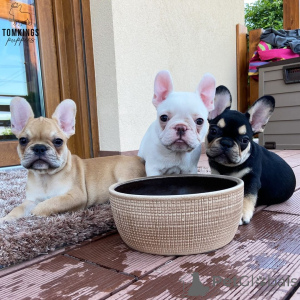Foto №2 zu Ankündigung № 168378 zu verkaufen französische bulldogge - einkaufen Schweden quotient 	ankündigung, züchter