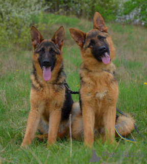 Foto №2 zu Ankündigung № 111543 zu verkaufen deutscher schäferhund - einkaufen Deutschland quotient 	ankündigung, vom kindergarten, züchter