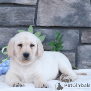 Foto №3. Labrador Retriever-Männchen, 9 Wochen alt, bereit, nach Hause zu gehen. Deutschland