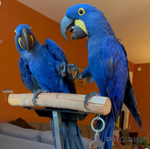 Foto №1.  - zum Verkauf in der Stadt Frankfurt | Frei | Ankündigung № 161915