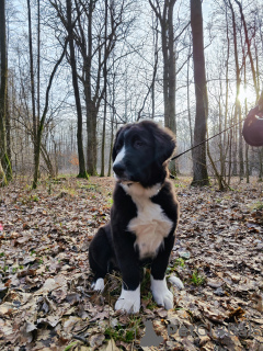 Foto №2 zu Ankündigung № 93589 zu verkaufen zentralasiatischer owtscharka - einkaufen Polen züchter