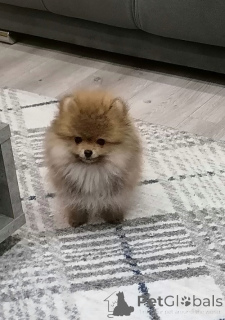 Foto №1. pommersche spitz - zum Verkauf in der Stadt Zemun | 500€ | Ankündigung № 144857