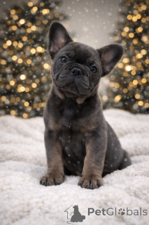 Foto №2 zu Ankündigung № 160896 zu verkaufen französische bulldogge - einkaufen Österreich quotient 	ankündigung