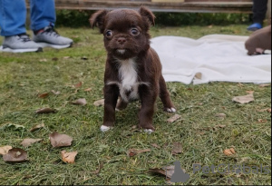 Foto №3. Chihuahua Mädchen und Jungen. Polen