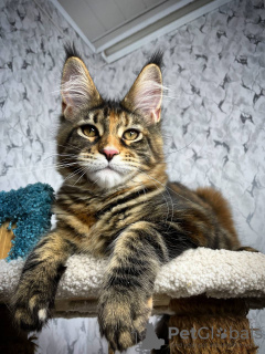 Foto №1. maine-coon-katze - zum Verkauf in der Stadt Франкфурт-на-Майне | 400€ | Ankündigung № 97765