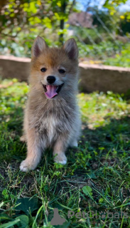 Zusätzliche Fotos: Pomsky WUNDERSCHÖNE Welpen