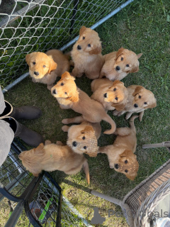 Foto №1. golden retriever - zum Verkauf in der Stadt Stockholm | verhandelt | Ankündigung № 171208