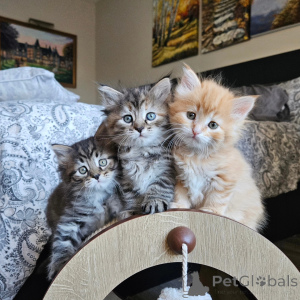 Foto №2 zu Ankündigung № 171846 zu verkaufen sibirische katze - einkaufen Frankreich quotient 	ankündigung
