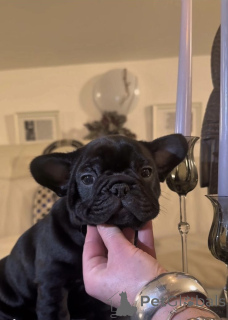 Foto №2 zu Ankündigung № 160935 zu verkaufen französische bulldogge - einkaufen Österreich quotient 	ankündigung