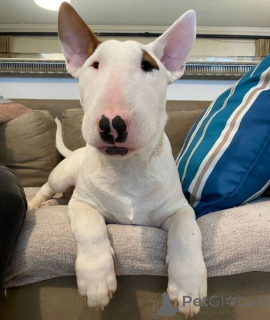 Foto №1. bullterrier - zum Verkauf in der Stadt Linz | verhandelt | Ankündigung № 175007