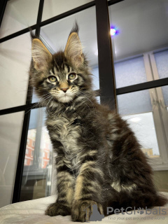 Foto №1. maine-coon-katze - zum Verkauf in der Stadt Quedlinburg | 400€ | Ankündigung № 106949