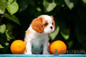 Foto №3. Süße Cavalier King Charles Spaniel Welpen. Deutschland