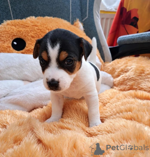 Foto №1. jack russell terrier - zum Verkauf in der Stadt Neuss | 350€ | Ankündigung № 178869