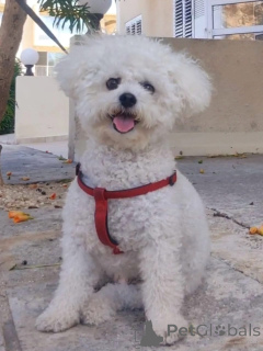 Foto №1. bichon frisé - zum Verkauf in der Stadt Boleslavets | verhandelt | Ankündigung № 173320