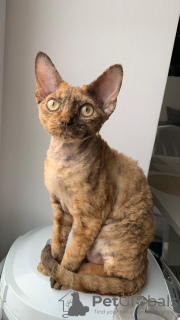 Foto №2 zu Ankündigung № 82796 zu verkaufen devon rex - einkaufen Weißrussland vom kindergarten, züchter