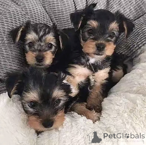 Foto №2 zu Ankündigung № 169101 zu verkaufen biewer terrier - einkaufen USA züchter