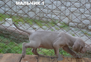 Foto №2 zu Ankündigung № 12809 zu verkaufen weimaraner - einkaufen Ukraine züchter