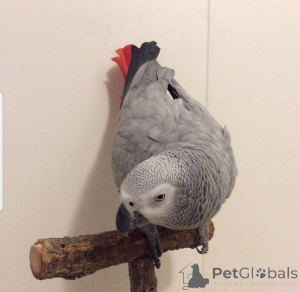 Foto №2 zu Ankündigung № 162198 zu verkaufen  - einkaufen Spanien 