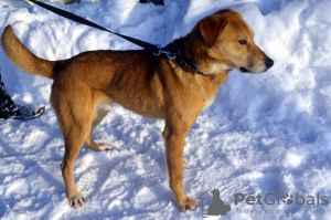 Foto №2 zu Ankündigung № 9089 zu verkaufen mischlingshund - einkaufen Russische Föderation aus dem tierheim