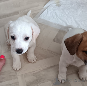 Foto №4. Ich werde verkaufen jack russell terrier in der Stadt Magnitogorsk. quotient 	ankündigung - preis - 269€