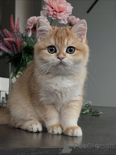 Foto №2 zu Ankündigung № 159411 zu verkaufen britisch kurzhaar - einkaufen Island quotient 	ankündigung