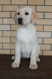 Foto №4. Ich werde verkaufen labrador retriever in der Stadt Ischewsk. vom kindergarten, züchter - preis - Verhandelt