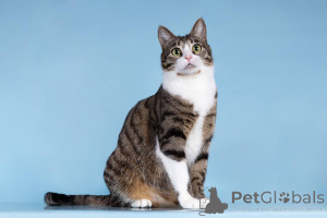 Foto №1.  - zum Verkauf in der Stadt Chimki | Frei | Ankündigung № 161938