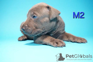 Foto №4. Ich werde verkaufen bullterrier in der Stadt Knjazevac.  - preis - verhandelt