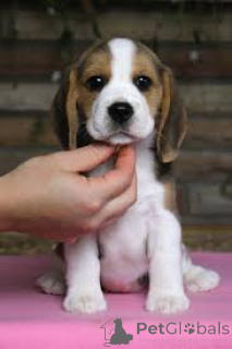 Foto №3. Wunderschöne Beagle-Welpen zu verkaufen.. Großbritannien