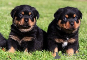 Foto №1. rottweiler - zum Verkauf in der Stadt Getafe | verhandelt | Ankündigung № 176549