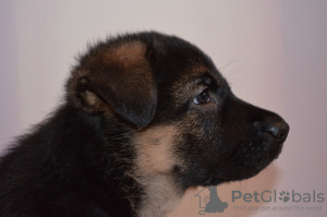 Foto №1. deutscher schäferhund - zum Verkauf in der Stadt Kiew | 259€ | Ankündigung № 9167