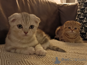 Foto №4. Ich werde verkaufen schottische faltohrkatze in der Stadt Aarschot. quotient 	ankündigung - preis - Frei