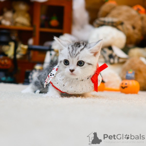 Foto №3. Munchkin. Frankreich